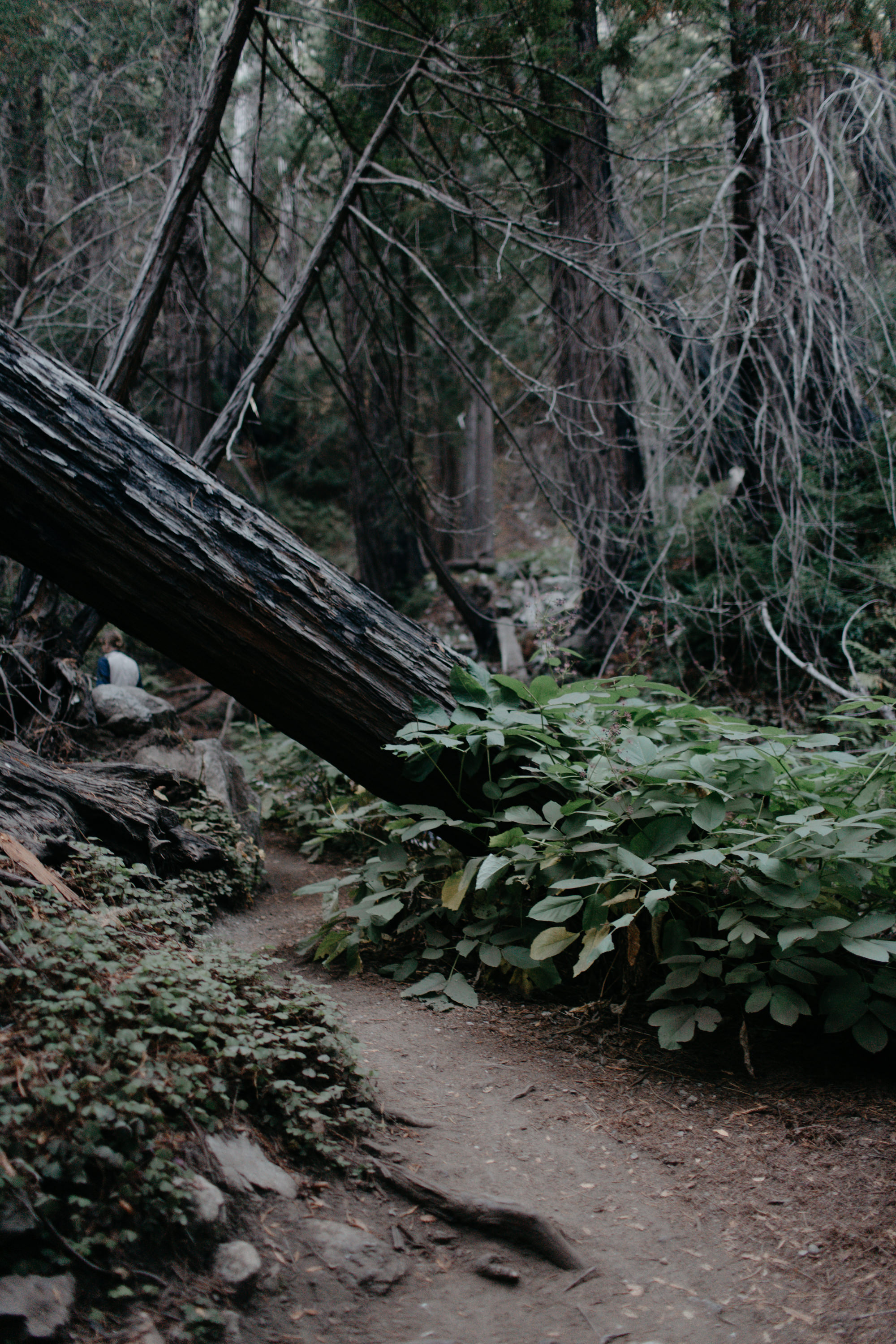 Big Sur Wedding